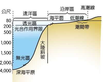 透光區